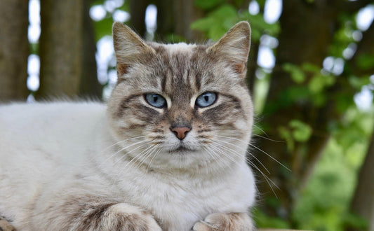 Katzenspielzeug mit Federn - Pawsometime