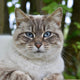 Katzenspielzeug mit Federn - Pawsometime