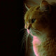 laserpointer katze - Pawsometime