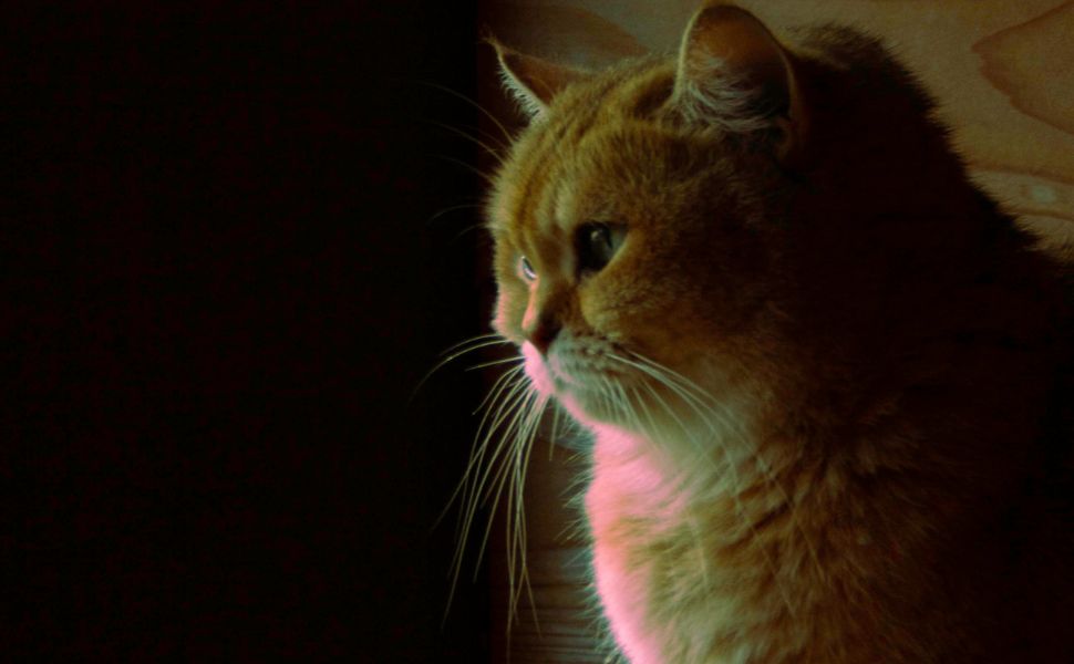 laserpointer katze - Pawsometime
