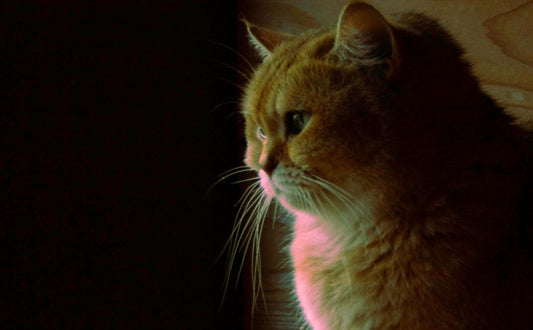 laserpointer katze - Pawsometime