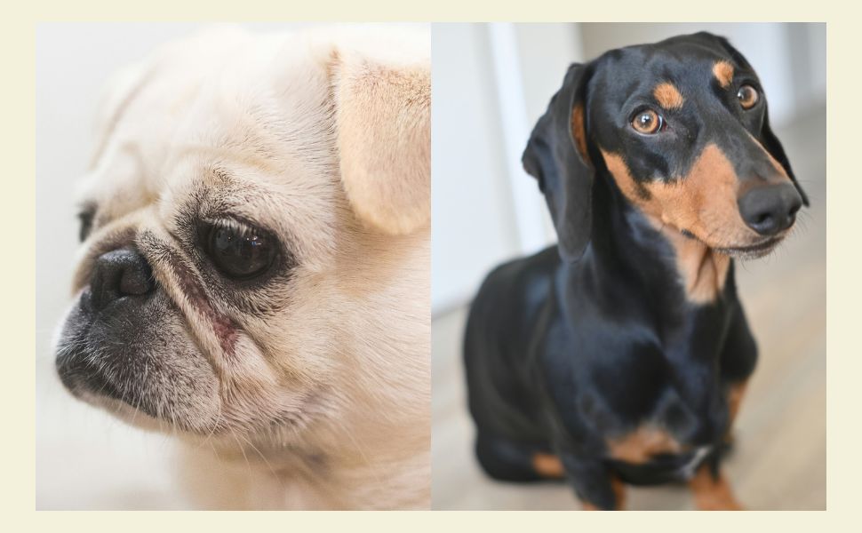 Warum ein Mops und ein Dackel nicht dasselbe „kleine“ Spielzeug haben sollten - PAWSOMETIME