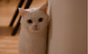 Katze - Pawsometime