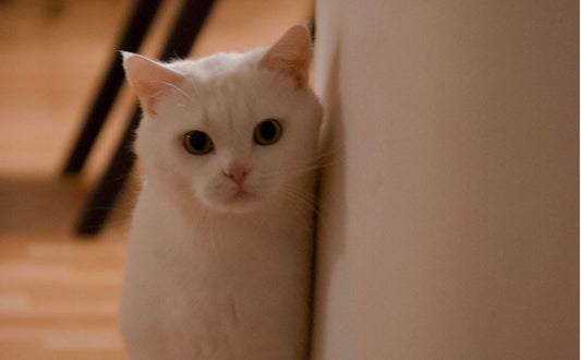 Katze - Pawsometime