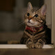Warum folgt mir meine Katze aufs Klo? Ständige Verfolgung im Alltag richtig deuten - Pawsometime