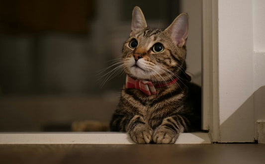 Warum folgt mir meine Katze aufs Klo? Ständige Verfolgung im Alltag richtig deuten - Pawsometime