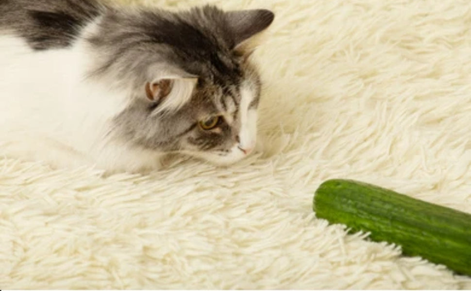 Warum haben Katzen Angst vor Gurken - Pawsometime