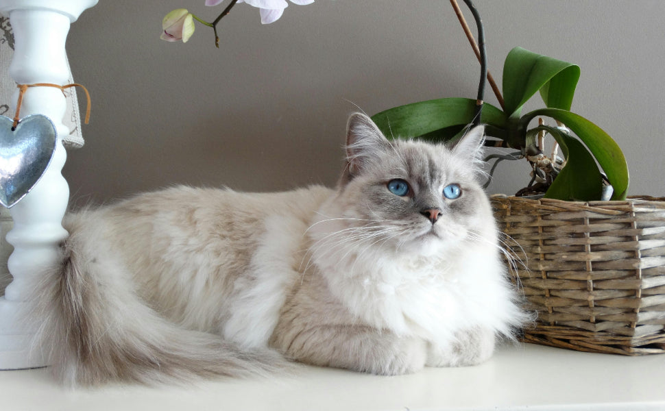 Katzen - pawsometime