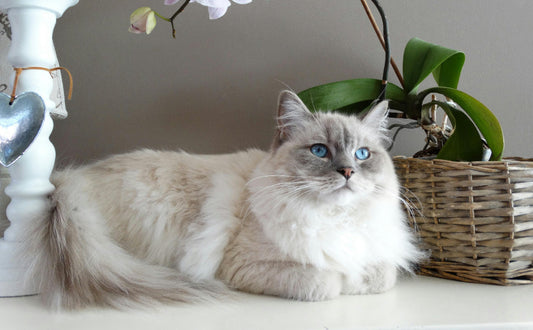 Katzen - pawsometime