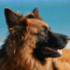 große Hunde - Pawsometime