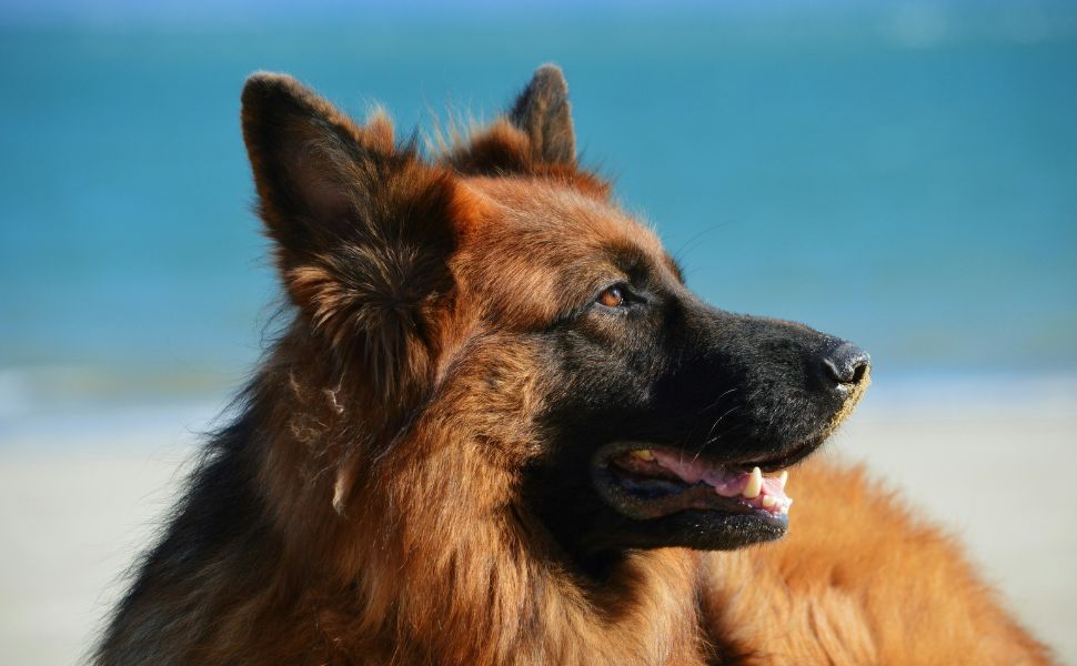 große Hunde - Pawsometime