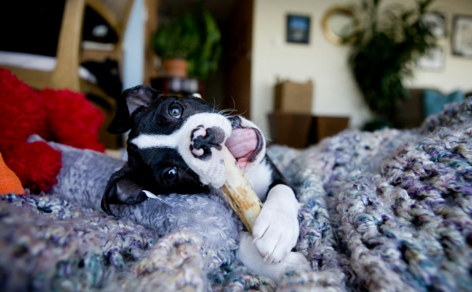 Warum kauen Hunde? Instinkte, Entwicklungsphasen und was das Verhalten verrät  - PAWSOMETIME