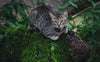 Eine Katze auf dem Baum - Pawsometime