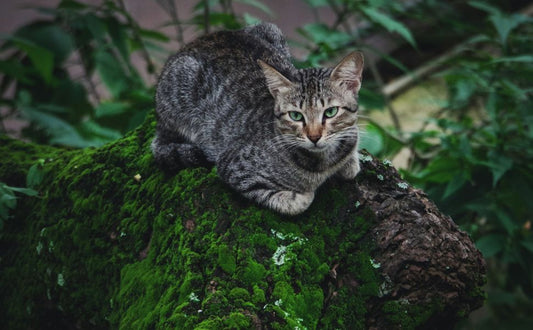 Eine Katze auf dem Baum - Pawsometime
