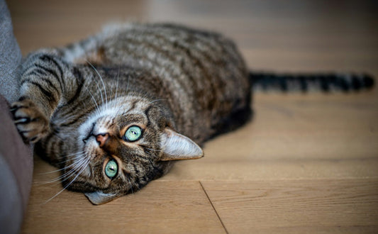 Warum kratzen Katzen an Möbeln? Ein Blick auf Instinkte und Auslöser - PAWSOMETIME