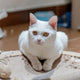 Kratzbrett Katze - Pawsometime