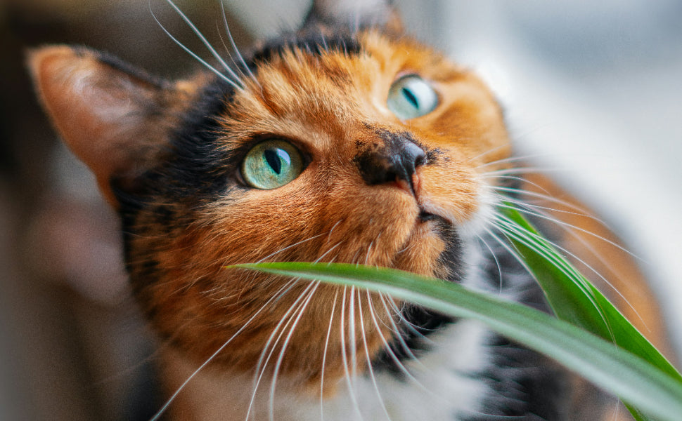 Katze und Gras - Pawsometime