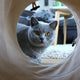 Die Katze im Katzentunnel -  PAWSOMETIME