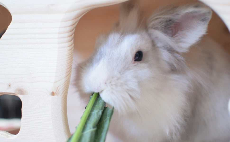 Warum nagen Kaninchen? Einblicke in Zähne, Instinkt und die geheime Sprache des Kauens - PAWSOMETIME
