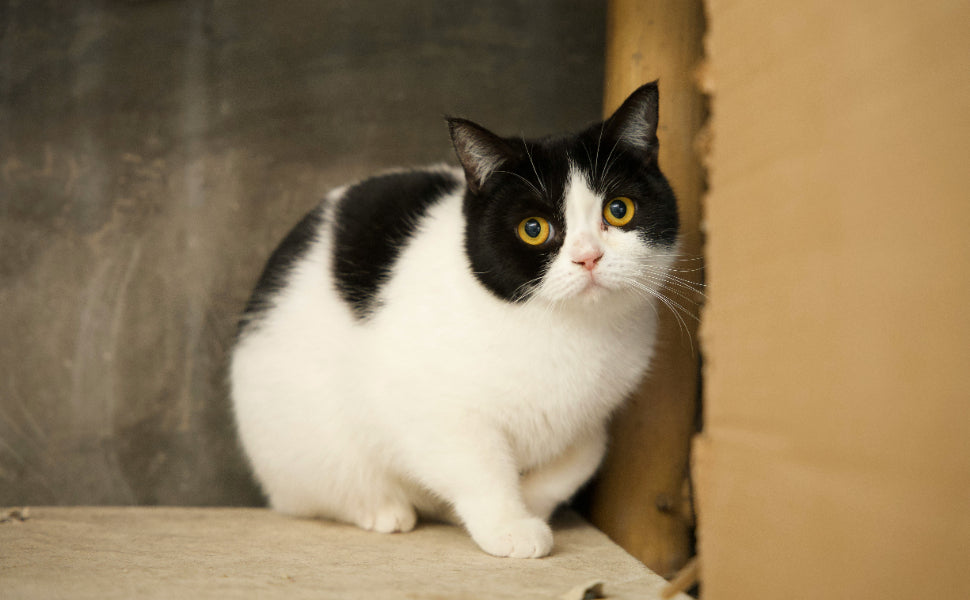 Warum pinkelt meine Katze überall herum - Pawsometime