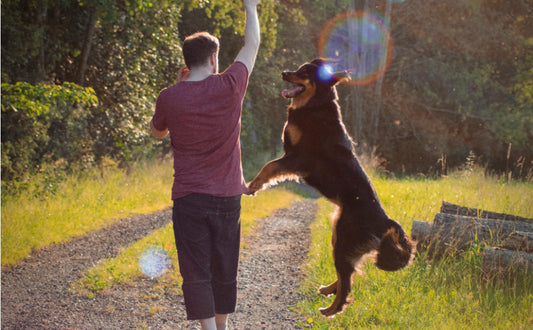 Mit dem Hund spielen - Pawsometime