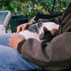 Warum schläft meine Katze auf mir? Die faszinierende Bedeutung hinter diesem Liebesbeweis - Pawsometime