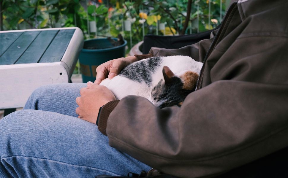 Warum schläft meine Katze auf mir? Die faszinierende Bedeutung hinter diesem Liebesbeweis - Pawsometime