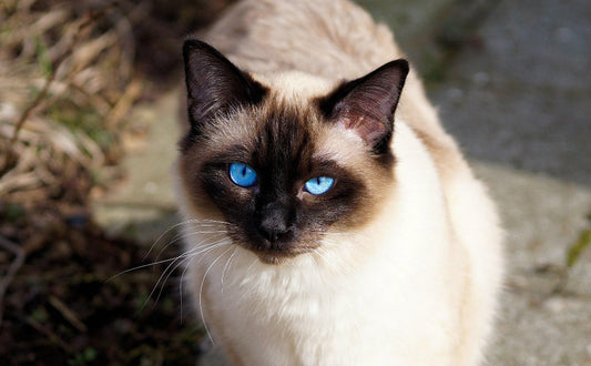 Siamkatze - Pawsometime