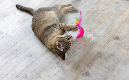 Warum spielen Katzen? Ein tiefer Einblick in die Instinkte hinter Jagd und Spiel