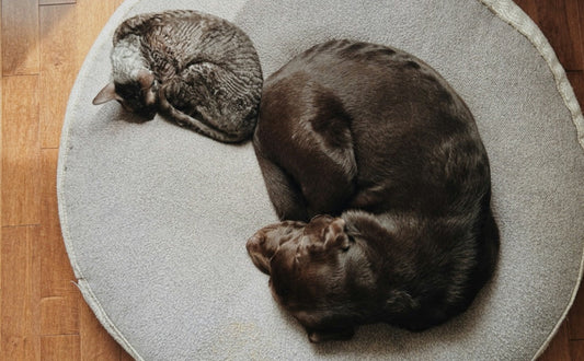 Die schlafende Katze und der schlafende Hund -  PAWSOMETIME