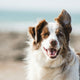 Warum zittern Hunde? Wie Alter das Zitterverhalten beeinflusst