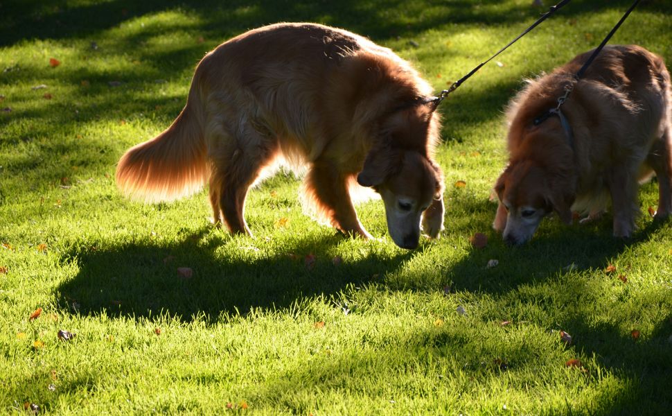 Hunde lieben es zu schnüffeln - Pawsometime