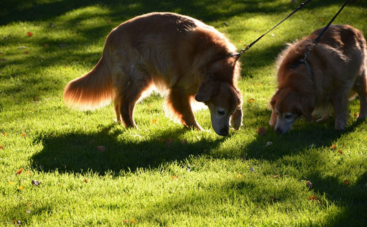 Hunde lieben es zu schnüffeln - Pawsometime