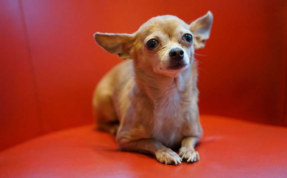 Was brauche ich alles für einen Chihuahua? -  PAWSOMETIME