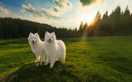 Samojede - Pawsometime