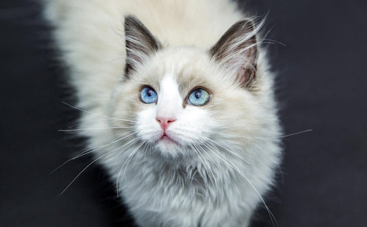 Katzenspielzeug mit Federn - Pawsometime