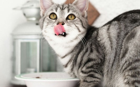 katze – Pawsometime