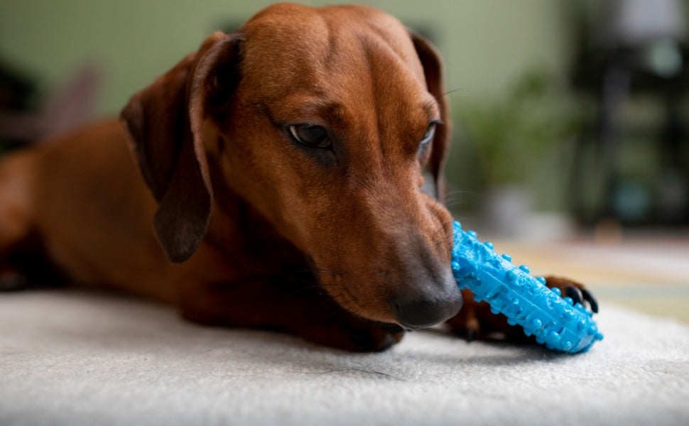 Was ist die beste Zahnreinigung für Hunde? - PAWSOMETIME