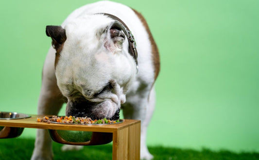 Hunde und ihr Futter - Pawsometime
