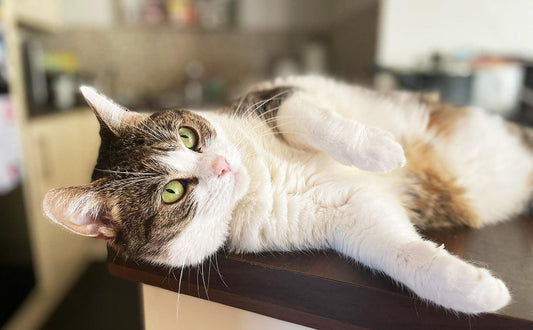 Was kostet eine Katze im Monat? abhängig von der Katzenrasse