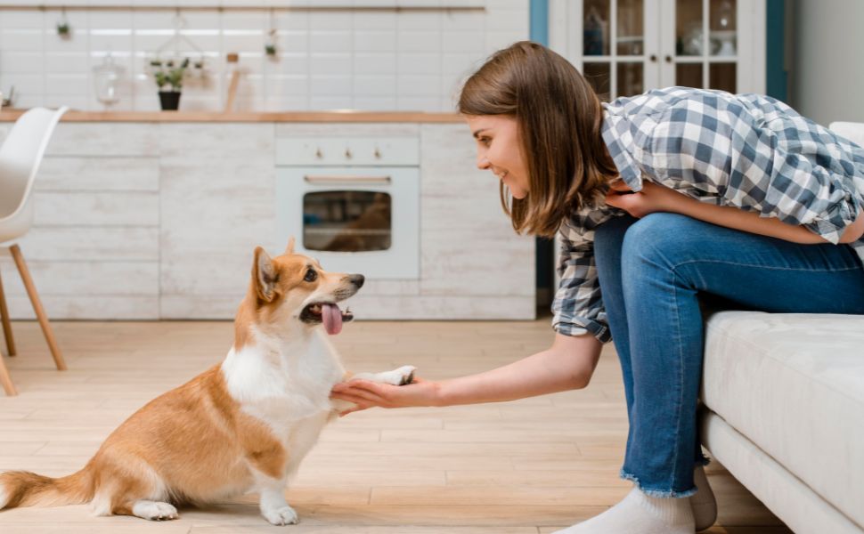 Was sind 15 Minuten geistige Anregung für Hunde? - PAWSOMETIME