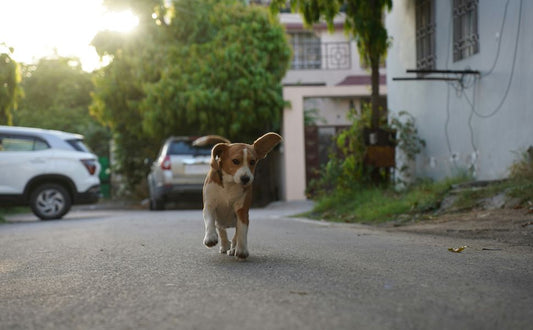 Zwangsstörung beim Hund - Pawsometime