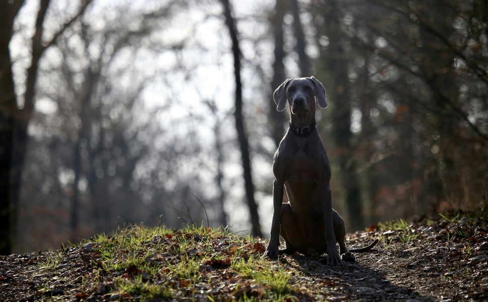 Weimaraner - Pawsometime