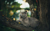 Welche Bäume mögen Katzen? - Pawsometime