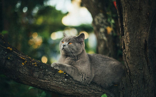 Welche Bäume mögen Katzen? - Pawsometime