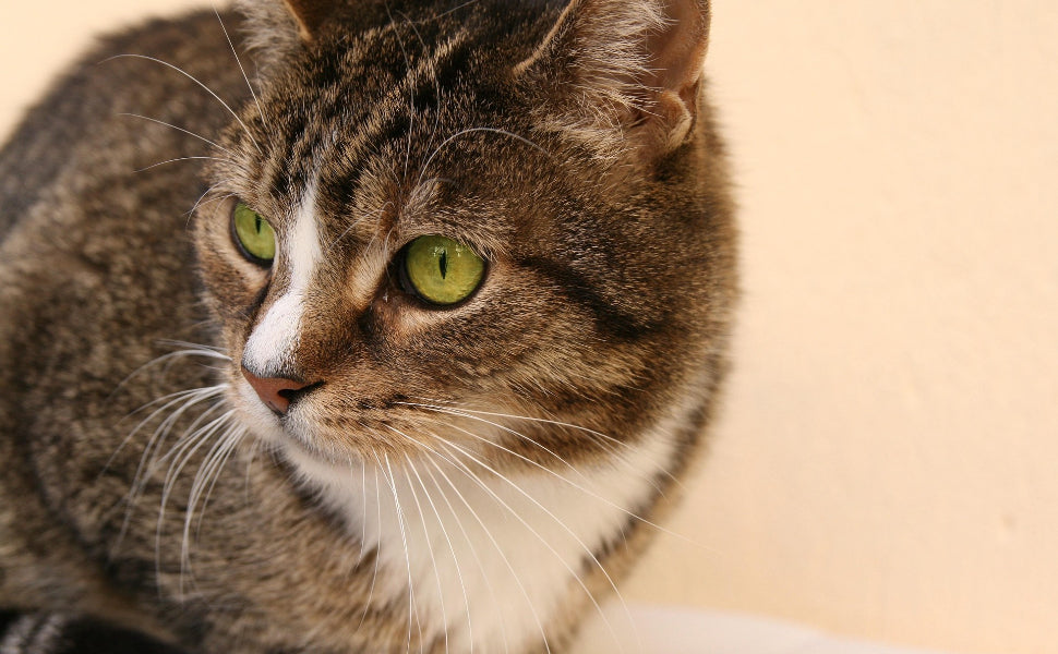 Kratzbaum - Pawsometime