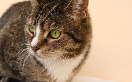 Kratzbaum - Pawsometime