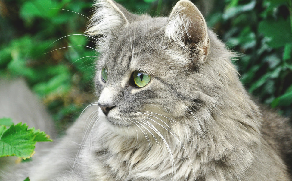 Katze und Gerüche - Pawsometime