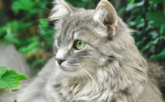 Katze und Gerüche - Pawsometime