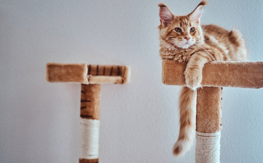 Welche Größe sollte ein Kratzbaum für eine Katze haben? -  PAWSOMETIME